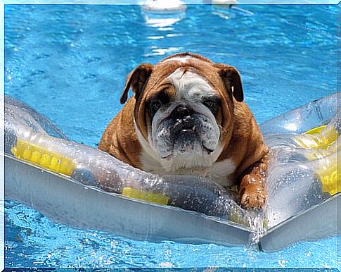 Buoy dog ​​bathing in the pool