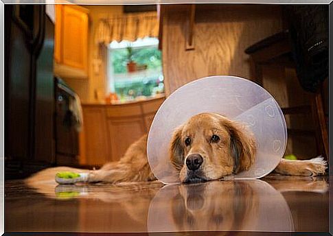 Post-operative care with a dog