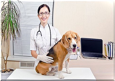 dog in the veterinarian