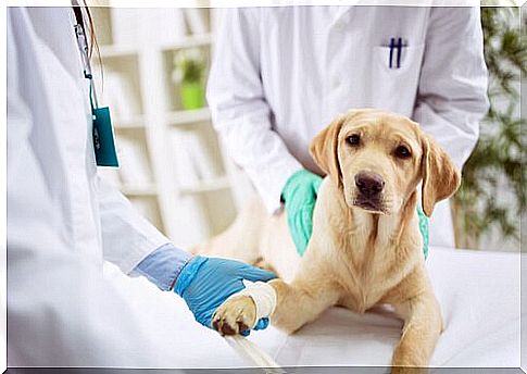 dog at the veterinarian