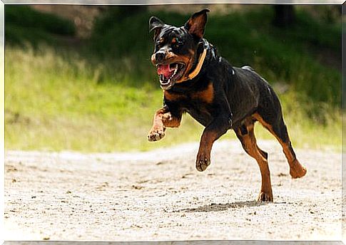 Professional training of Rottweiler dogs