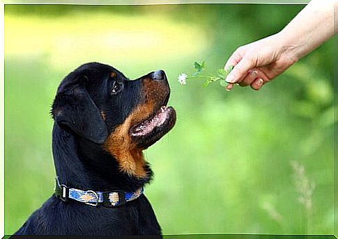 Rottweiler puppy getting a flower