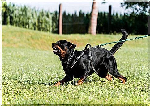 aggressive Rottweiler in training