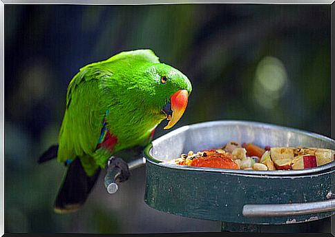 Prohibited food for parrots