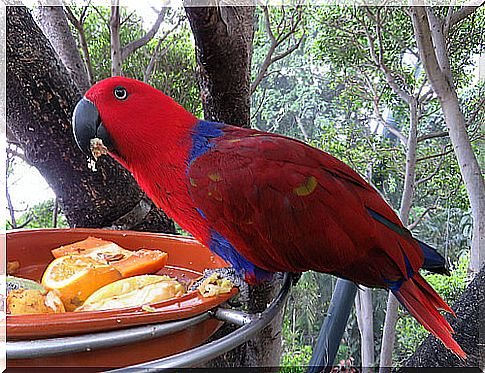 Prohibited food for parrots