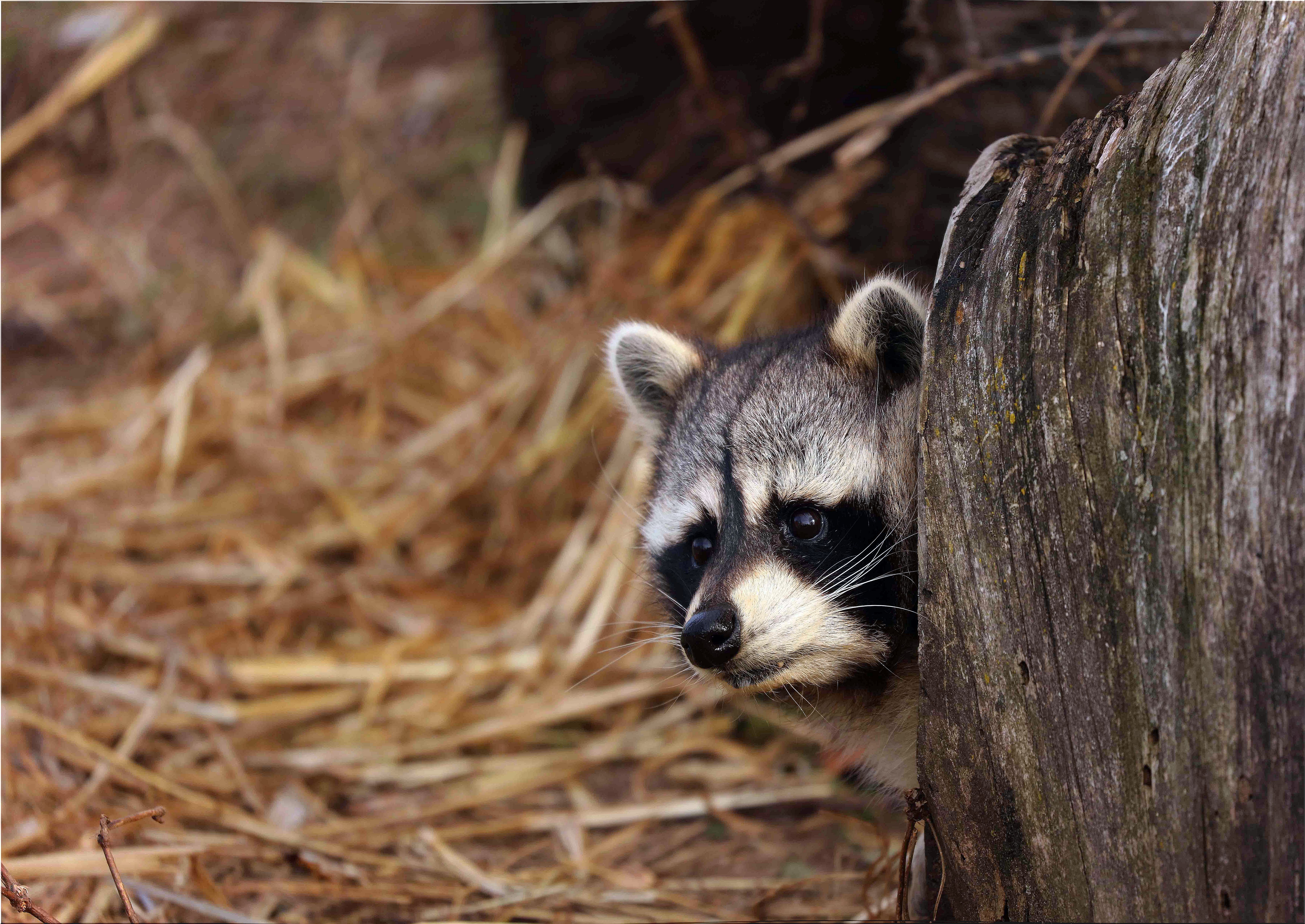 Raccoon: characteristics, behavior and habitat