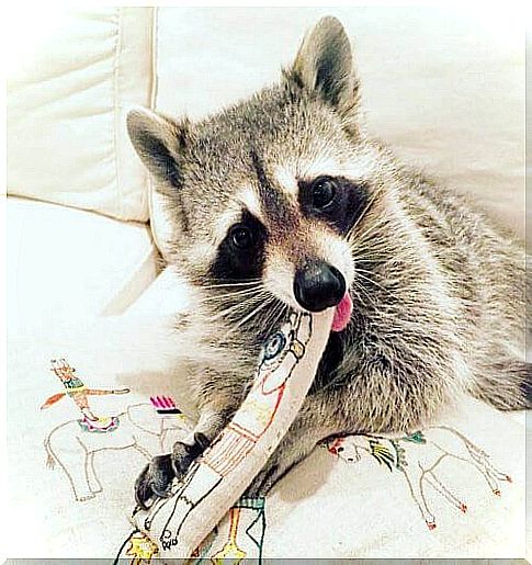 raccoon