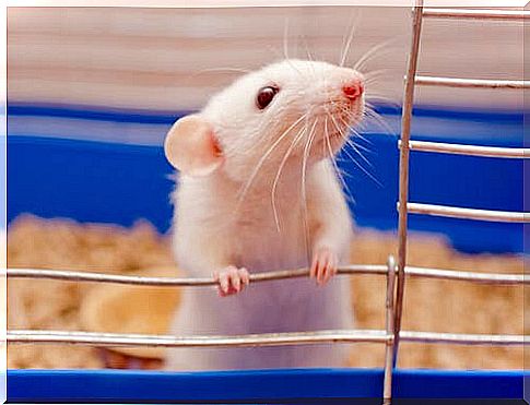 Rats and mice: increasingly popular