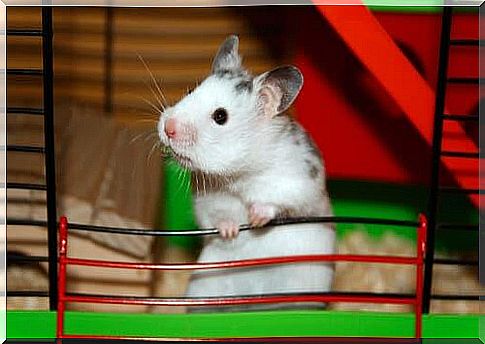 Rats and mice: increasingly popular