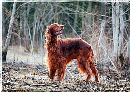 Red Irish Setter: a beautiful and friendly dog