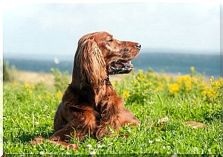 Cuidados com o setter irlandês ruivo