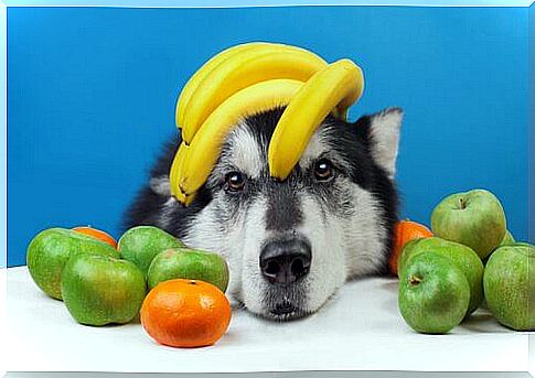 Refreshing fruit for your dog