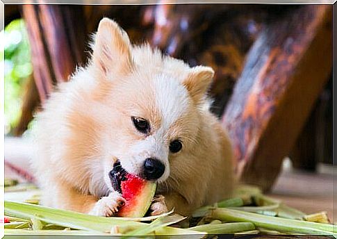 watermelon for dogs