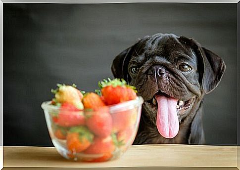 strawberry for dogs