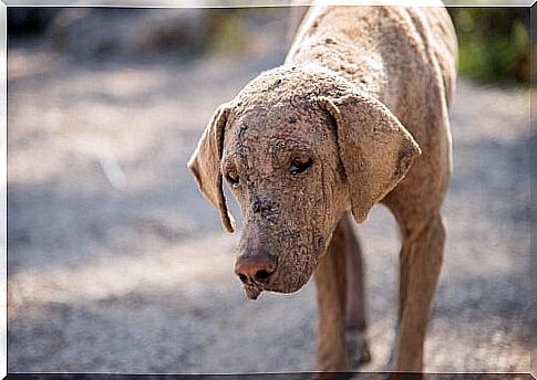 Scabies in dogs: diagnosis and treatment