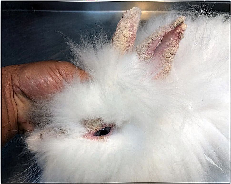 scabies on rabbits