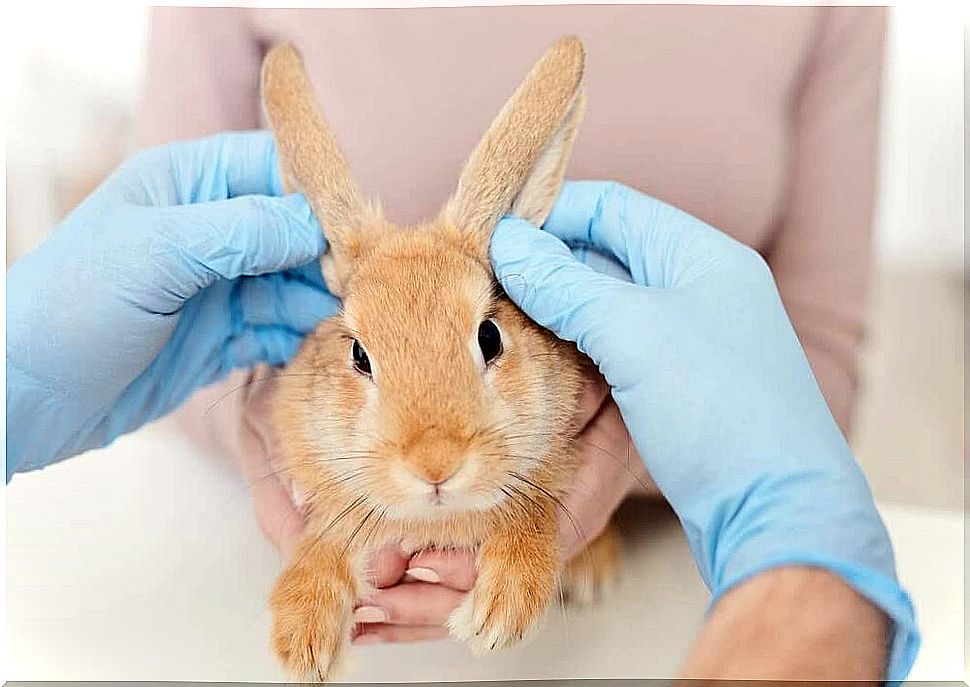 rabbit being examined