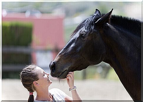 scared horse