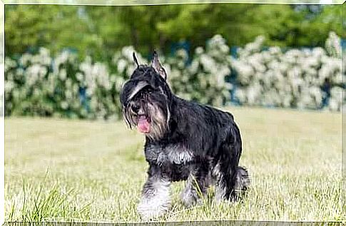 If you have a schnauzer, keep this in mind