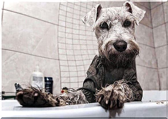 Síndrome do Schnauzer: breve descrição