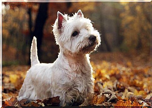 Scottish Highland Dog Breeds