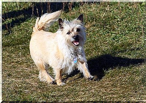 Cairn Terrier