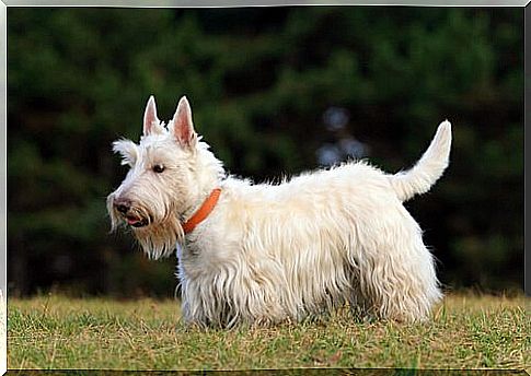 Scottish terrier