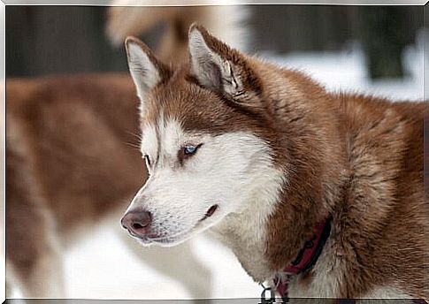 Siberian husky trivia