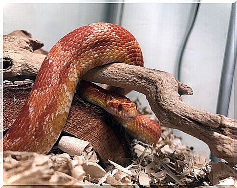 Snake as a pet: learn more