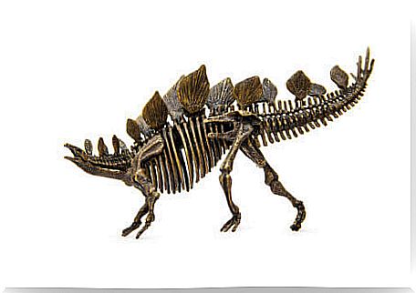 The skeleton of a stegosaurus.