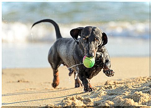 dog playing with ball