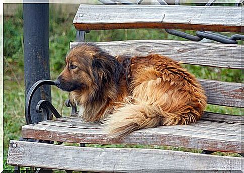 Stray dogs, a sad reality that never ends