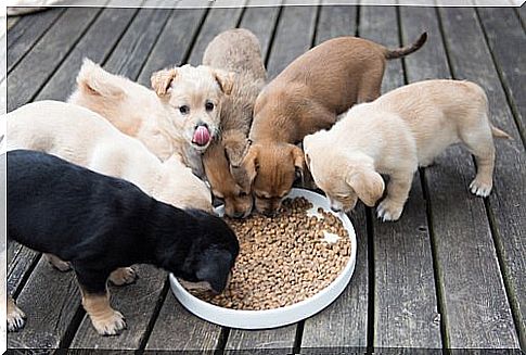 puppies eating chow