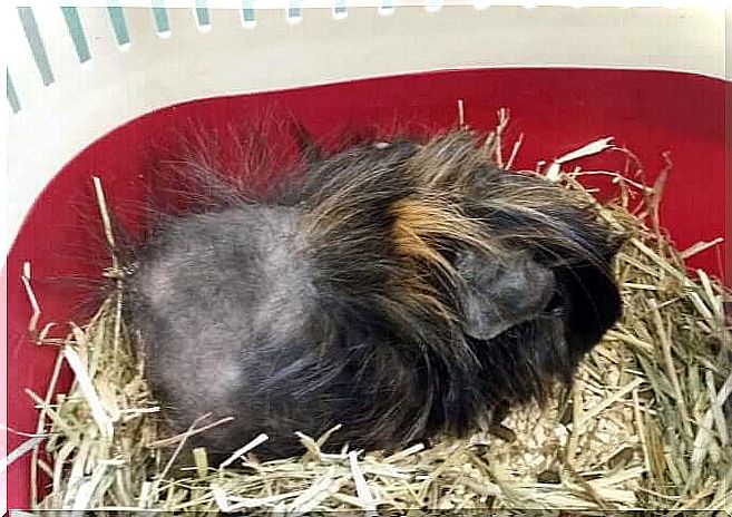 Stress in guinea pigs