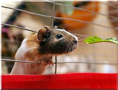 Stress in guinea pigs