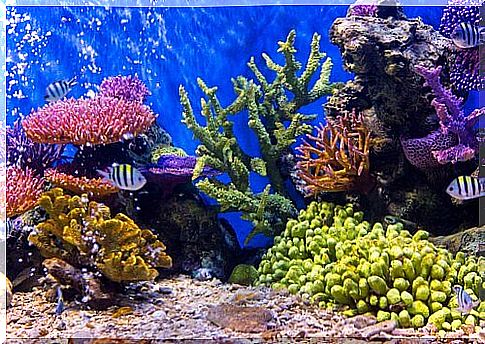 Take care of your aquarium if you are going on vacation