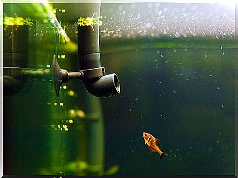 Filter aquarium with goldfish