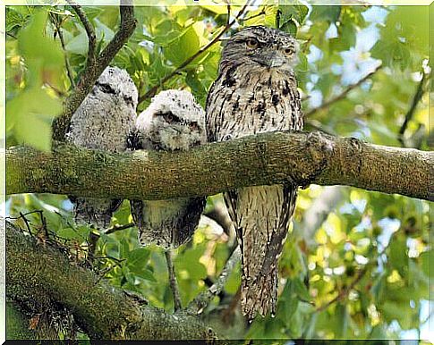 Tawny frogmouth specimens