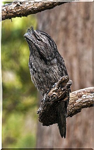 tawny frogmouth