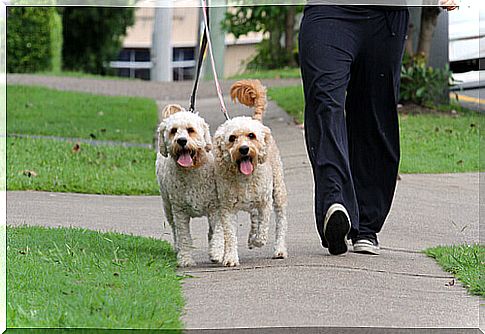 puppies walking