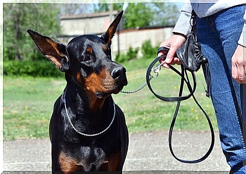 Doberman