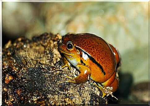 The 5 smallest frogs in the world