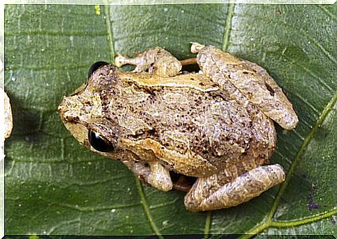 Pygmy toad