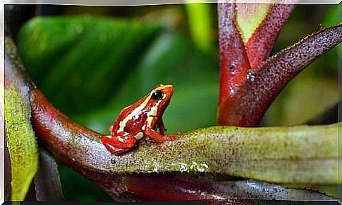 Tricolor Epipedobates: poisonous-ghost toad