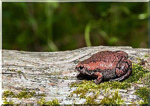 Gastrofryne Carolinensis