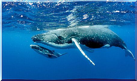 Blue Whale: the biggest of the biggest animals.