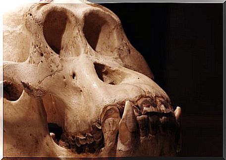 One of the biggest animals was the Gigantopithecus blacki.