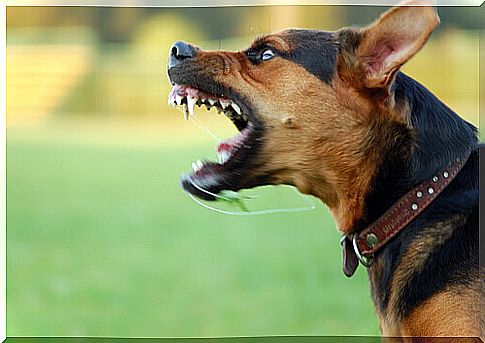 The aggressiveness of dogs: what can we do?