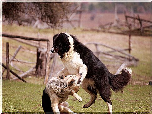 aggressiveness in dogs