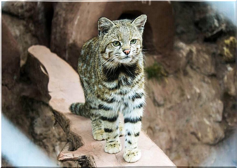 The Andean cat: a feline in grave danger